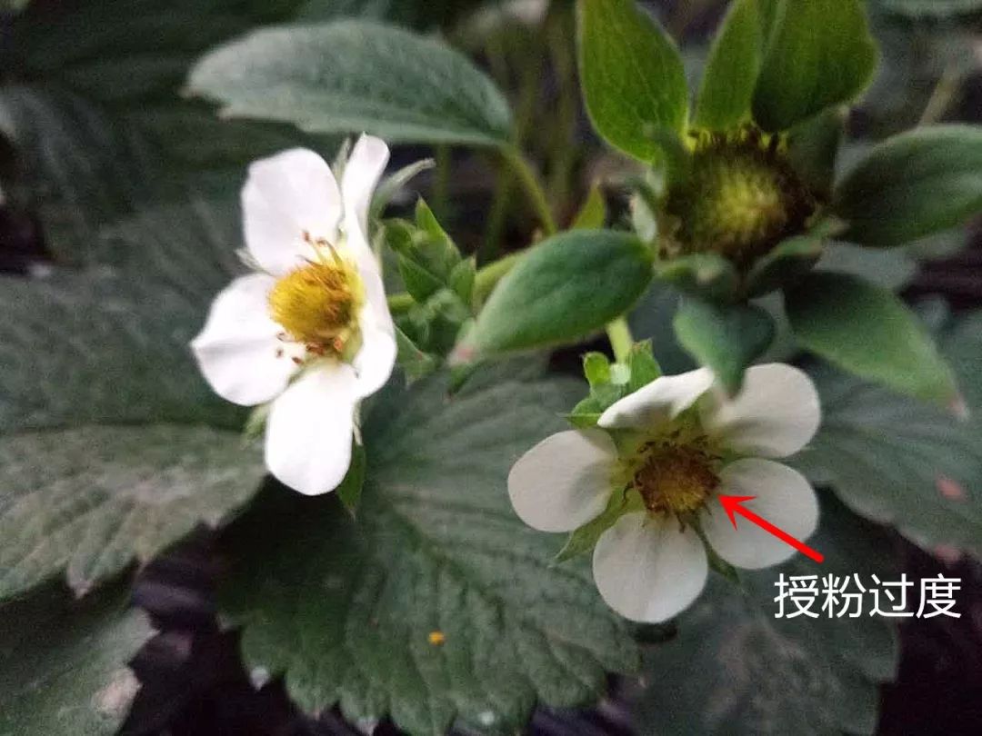 选择恐惧症速看从此草莓授粉不再纠结