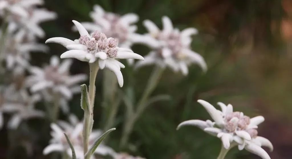 经典音乐:闭目静听《雪绒花,最优美的旋律!