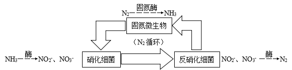 20人和动物体内三大营养物质的代谢2.21 人体的必需氨基酸2.