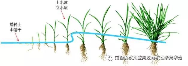 水田除草剂是什么原理_玉米打什么除草剂最好(2)