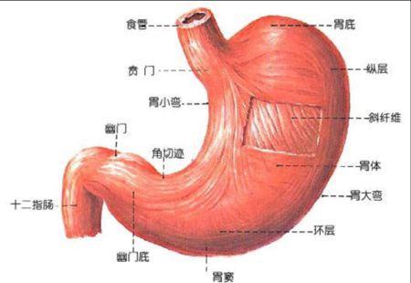 别把你的胃撑的太大,胃真的会被撑大吗?