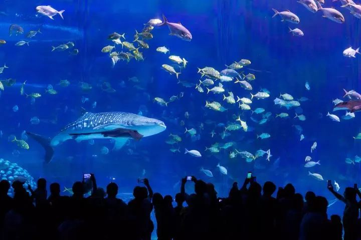 深蓝色海水 长隆海洋王国 珠海长隆海洋王国既是一个海洋世界,又汇集