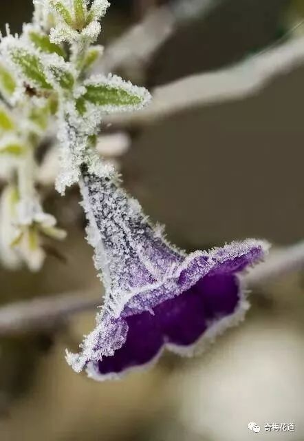 无与伦比的美丽,雪中花景楚楚动人