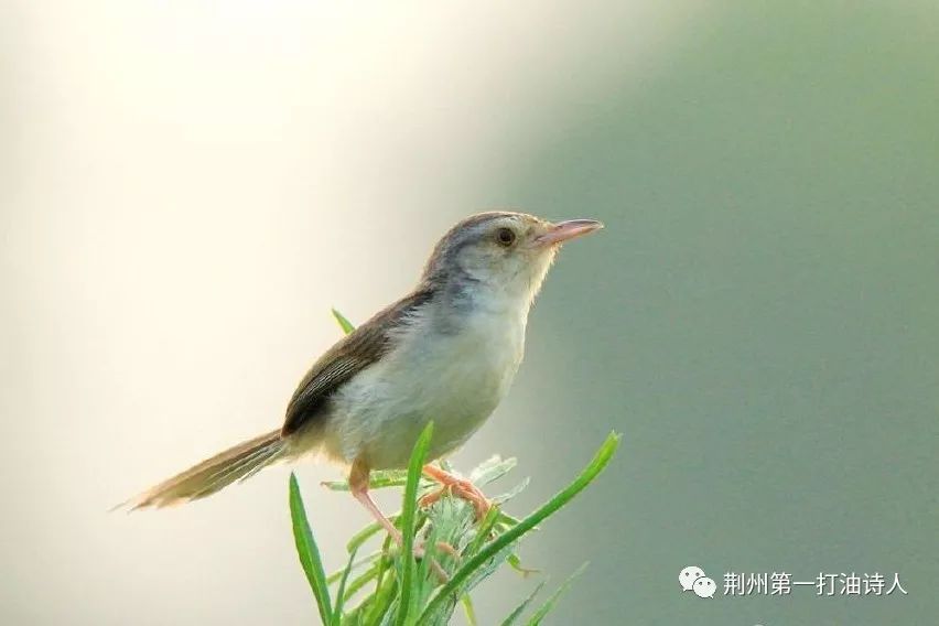 【一图一诗】近山识鸟音 吾与鸟同吟