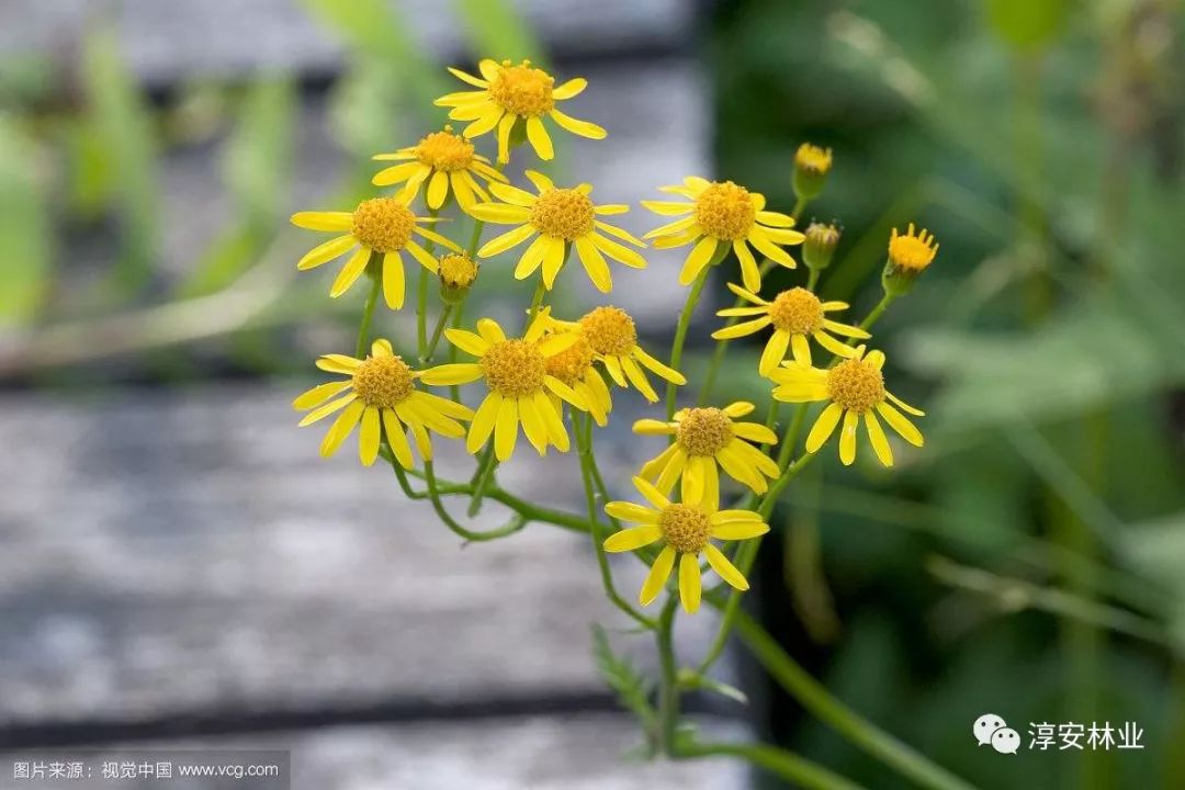 08 狗屎花