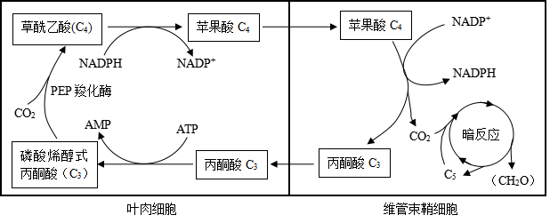 2.9 c4植物中c4途径与c3途径的关系2.8 c4植物与c3植物的鉴别方法2.