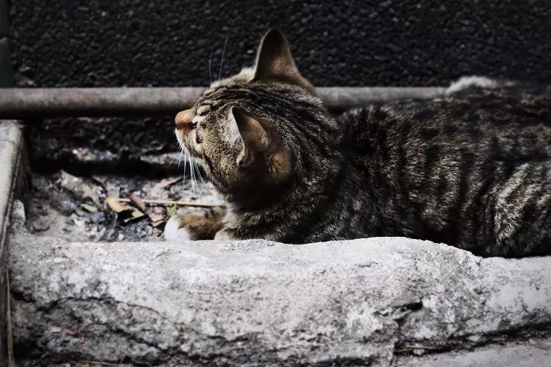 摄影集《流浪猫》