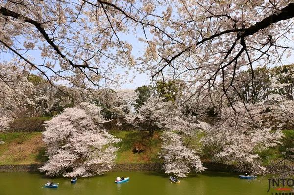 春暖追樱!日本赏樱之旅火热出炉,快来围观吧!