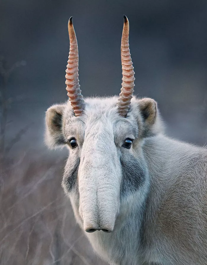 1.高鼻羚羊(saiga)