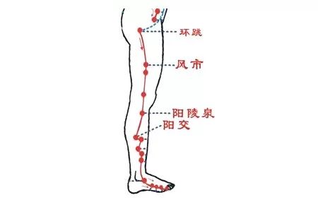 第十六节:拍打胃经(从腹股沟拍到前脚腕)里应外合作用:疏通下肢胃经