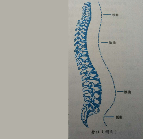 在自然的生理状态下,人体的脊柱,从正面看是一条直线,从侧面看则是有