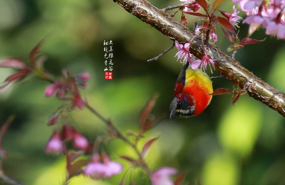 一只蓝喉太阳鸟,落在樱花树上,左顾右盼,吸食花蜜;吃完还不擦嘴,一脸