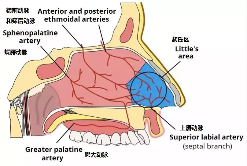 最易出血部位-黎氏区(little's area)
