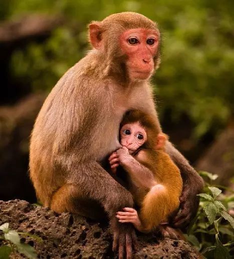 大人又说:"猴子这种动物自以为挺聪明,其实被咱们耍了,它们还不知道呢