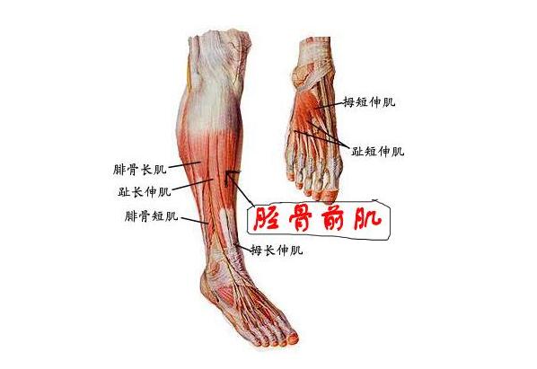 体育 正文  胫骨前肌位于小腿前侧和胫骨外侧.