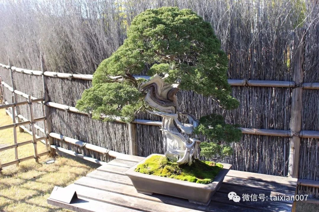 这也是日本大宫盆景村的所在地,对于盆景爱好者来说这里全球盛名,有