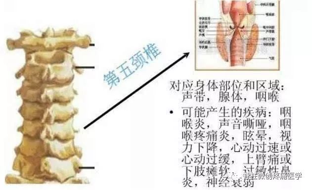 颈椎有几节?每节生病会有哪些症状?
