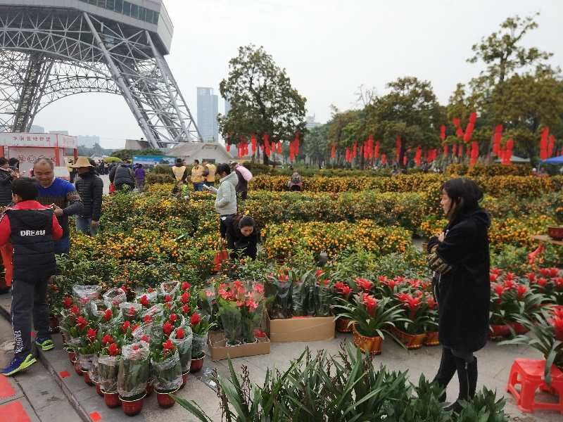 超热闹!实拍佛山五区花街,买盆靓花过年啰丨佛山过大年