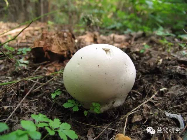 大秃马勃 calvatia gigantea(batsch) lloyd