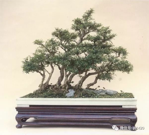 附石榆 1981年,美国《bonsaijournal》杂志(冬季号),对伍宜孙的盆景