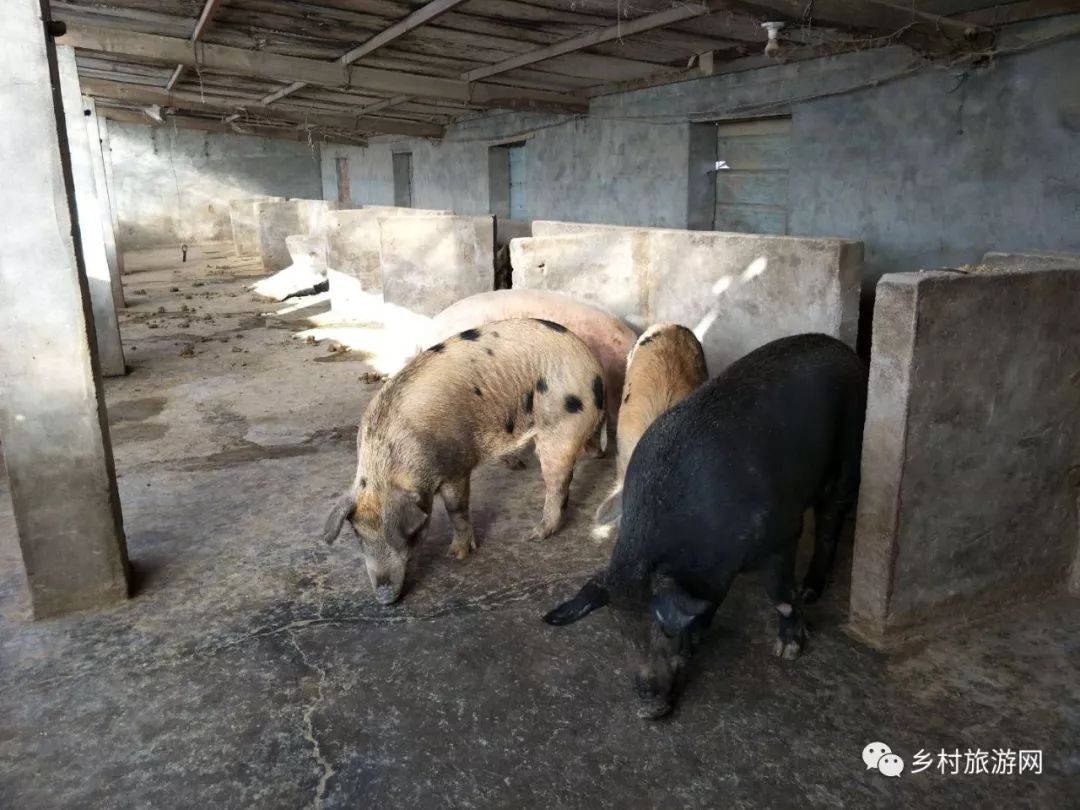 厉害了！全国最大的猪头加工生产线登陆泰兴_我苏网