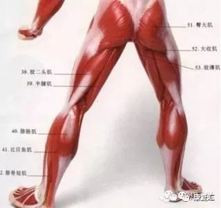 1,阔肌膜张肌——缝匠肌——股四头肌(股直肌,股中肌,股内侧肌,股