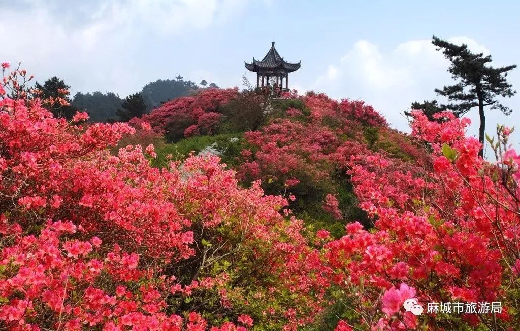 龟峰山杜鹃花海