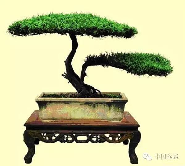 盆景"四大家,七贤,十八学士",你都知道吗?