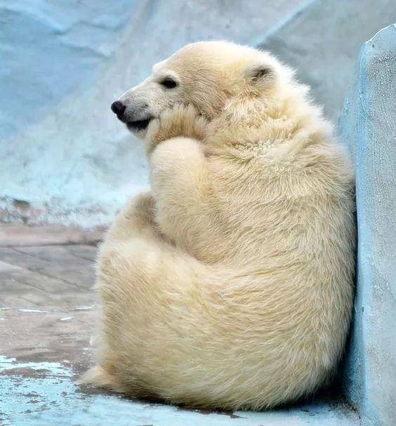 俄罗斯的国宝——北极熊】