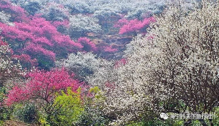 【春节户外】2月21日(初六)安吉~悠游梅花沟,赏梅林竹海盛景