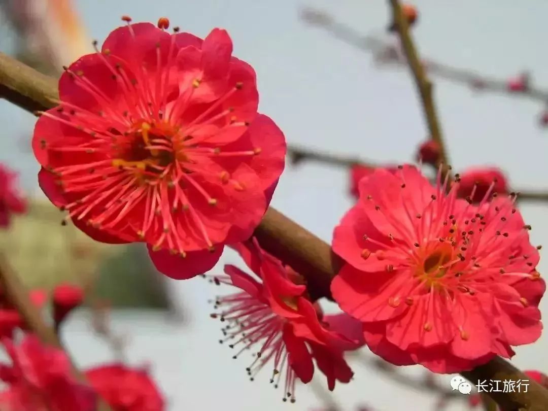 游学悠游2018开年之秀湖北梅花笑傲迎新年