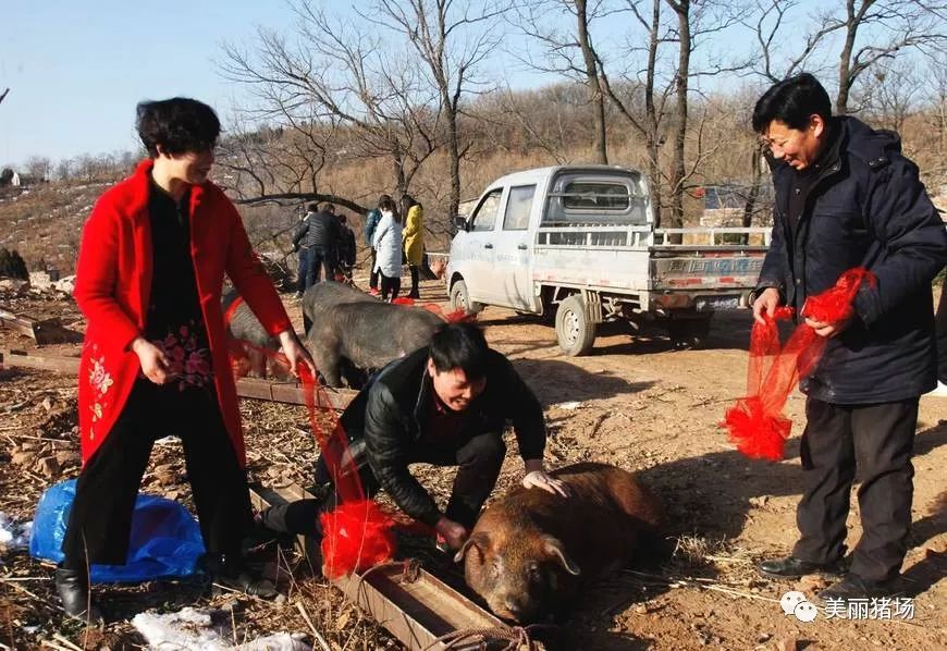 有钱没钱杀猪过年,农村黑土猪肉价格已经超30元了