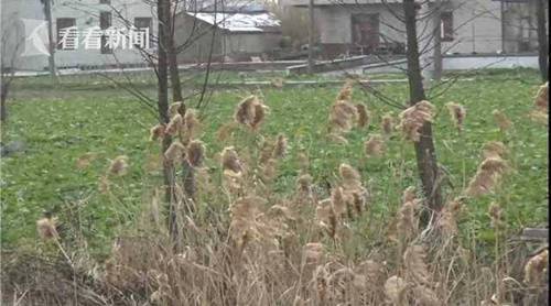 在农贸市场上花4元钱向一外地人买了两个罂粟果,回去后就把罂粟籽种到