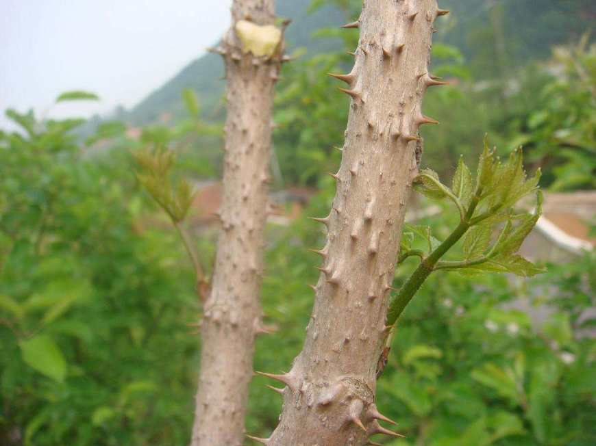 举个例子,就比如枳树,在农村里也被称作铁篱笆,因为这种植物浑身是刺