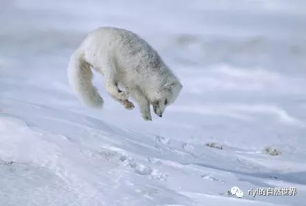【生命的故事】一只新手北极狐,各种"扎猛子"捕猎失败