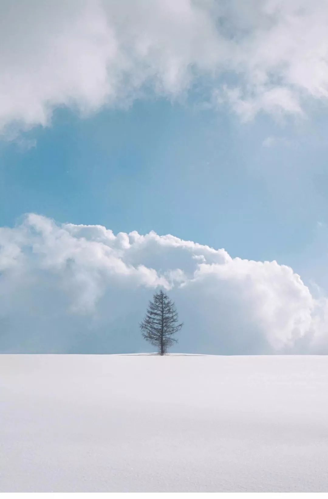 275 | 这才是冬天该有的样子——雪国の北海道