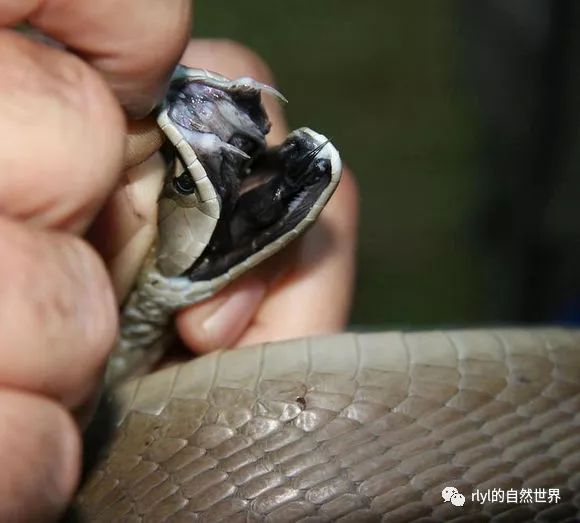 眼镜蛇科曼巴属的前沟牙(图片来源:《眼镜蛇科大型成员毒牙长度收集》