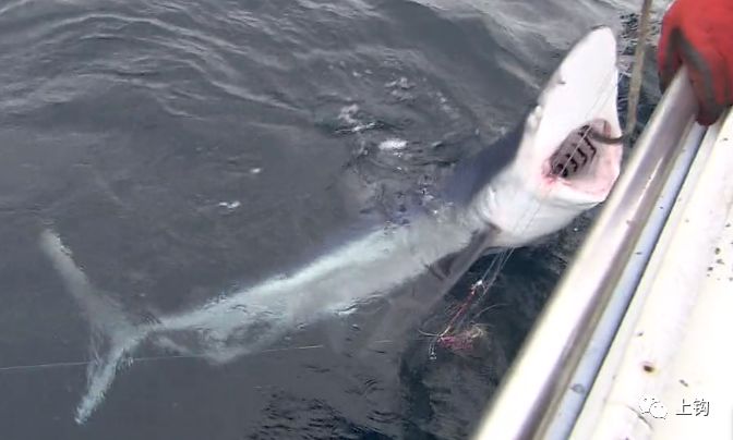 海钓·故事|这帮日本人钓上条3米长,130斤的大青鲨,吃