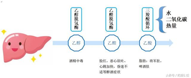 首先我们简单学习一下,酒是如何被人体代谢掉的吧.