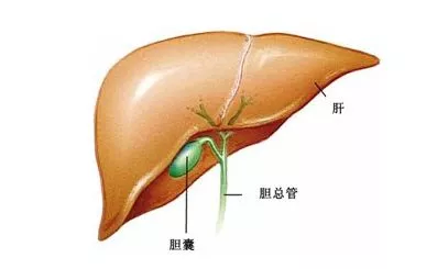 胆结石为何更青睐"女性"?