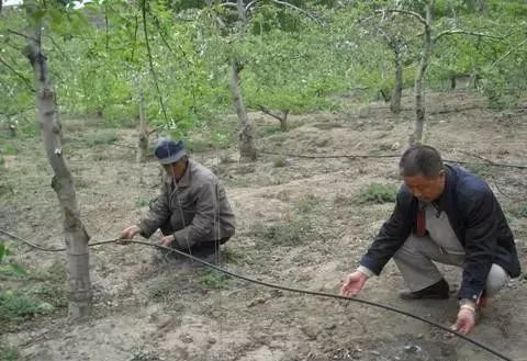 水肥一体化简易滴灌设施应用细节及解决办法