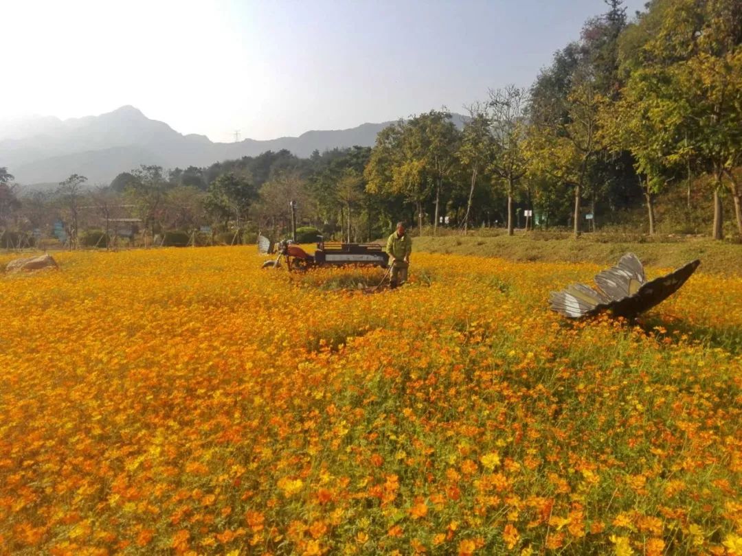 田野绿世界黄花波斯菊/樱花观景地:佛冈县汤塘镇环湖北路3号最佳