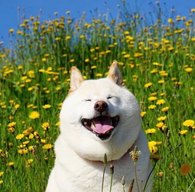 一只白胖白胖的柴犬,一看在家饮食就很好!