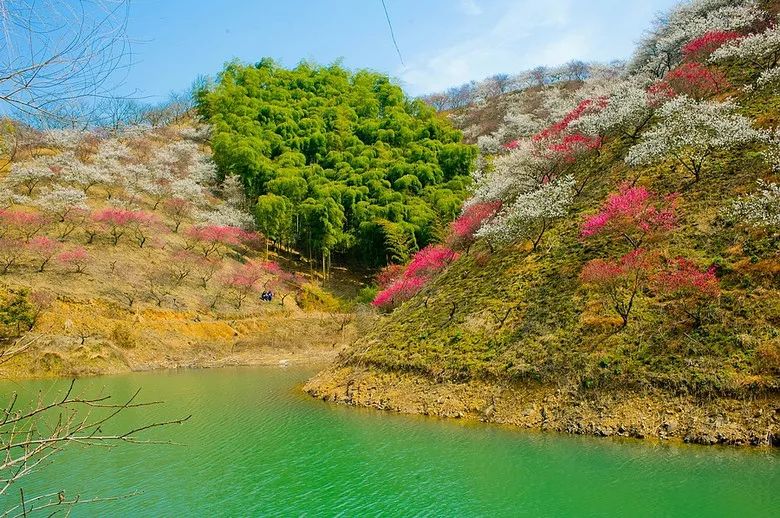 【春 梅花】2/25探秘安吉梅花沟,赏千亩梅林盛景