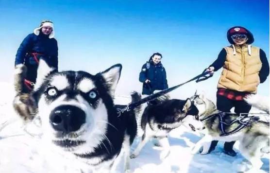 哈士奇,是奔跑在西伯利亚雪地里的一种传奇生物神犬二哈宝宝,行为最