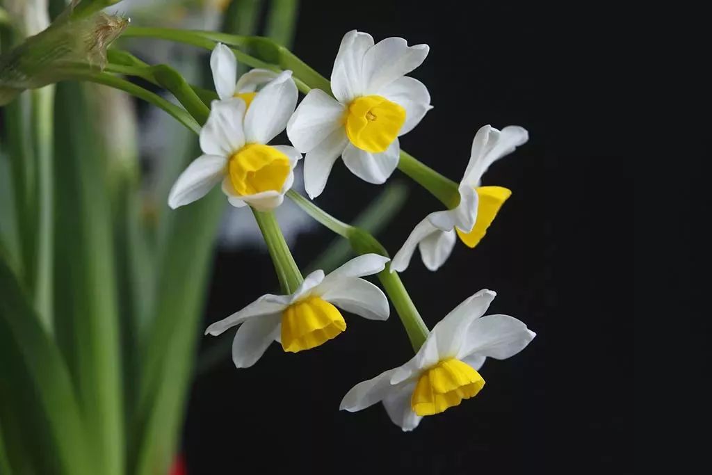 水仙花开春节到