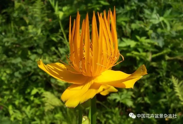 (花卉)乡土花卉的最美中国梦(中)