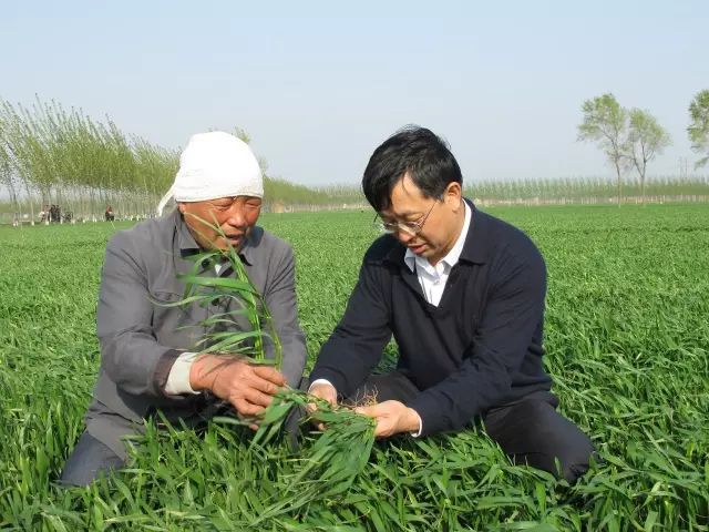 张福锁:没有化肥就没有现在的农业,土壤不是"变瘦"而是"变肥"了!