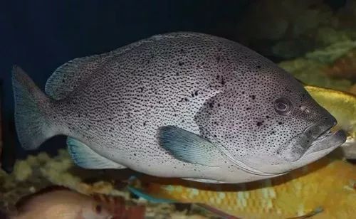 石斑鱼中的土豪——蓝瓜子斑