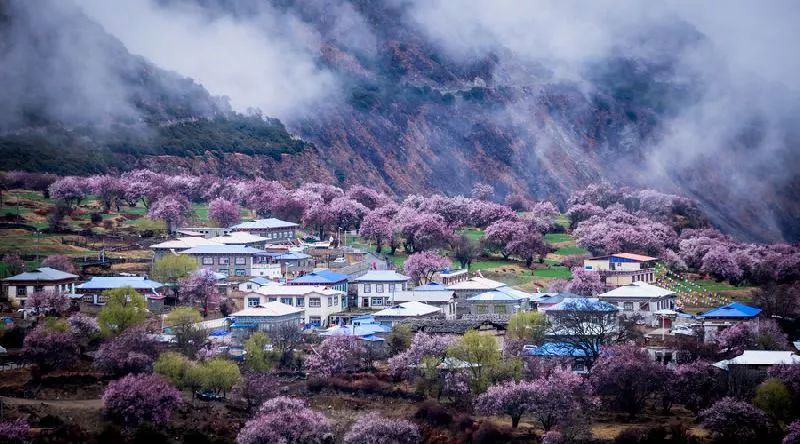 林芝桃花节